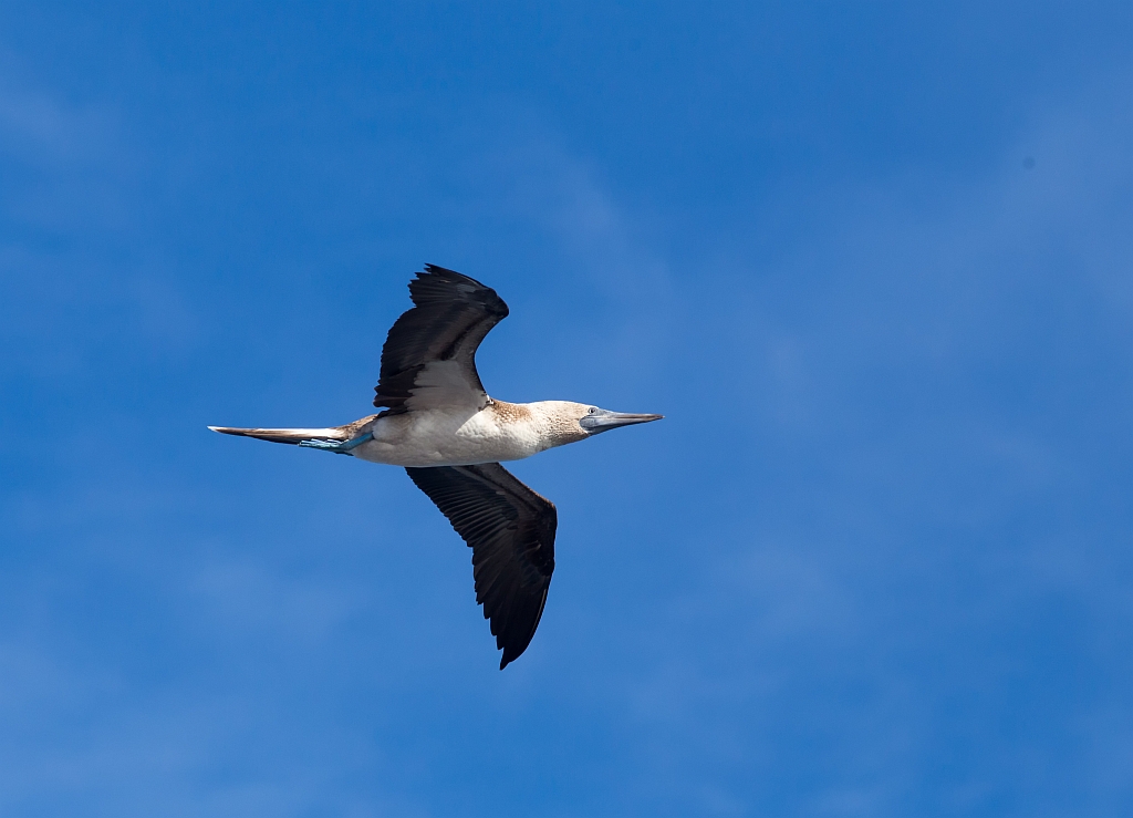 Blue Footed Boobie, Galapagos 2013